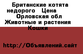 Британские котята недорого › Цена ­ 500 - Орловская обл. Животные и растения » Кошки   